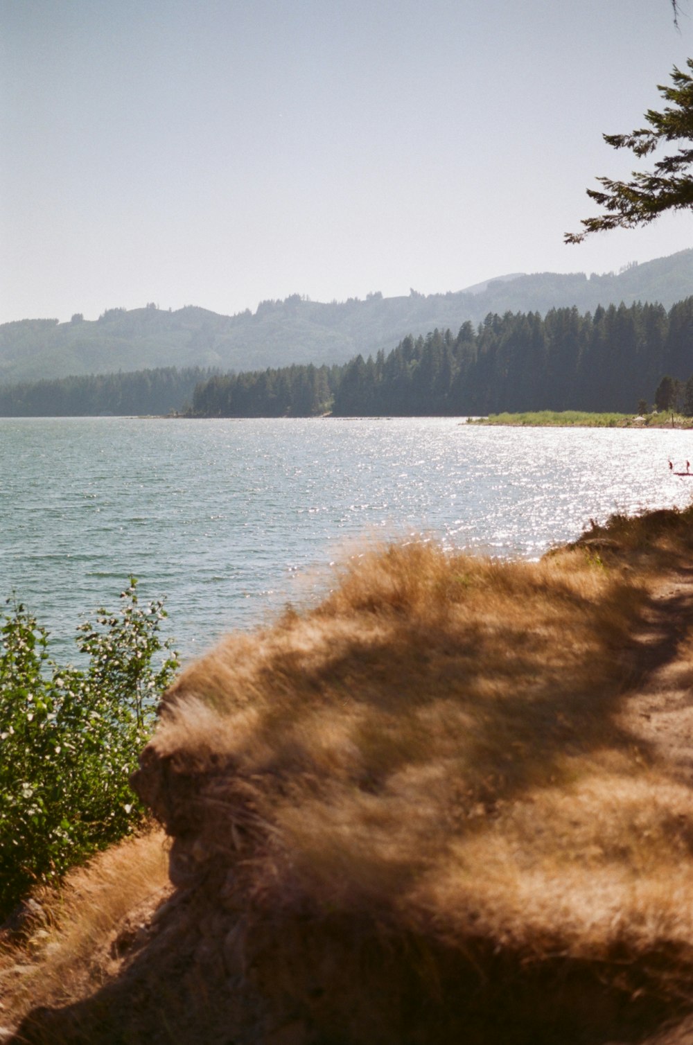 a view of a body of water near a forest