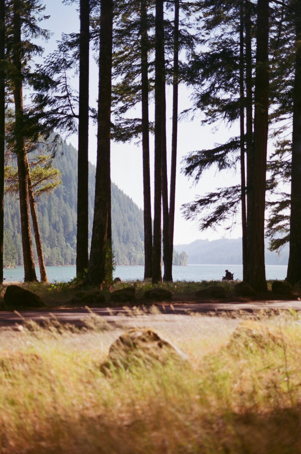 a man riding a bike down a road next to a forest