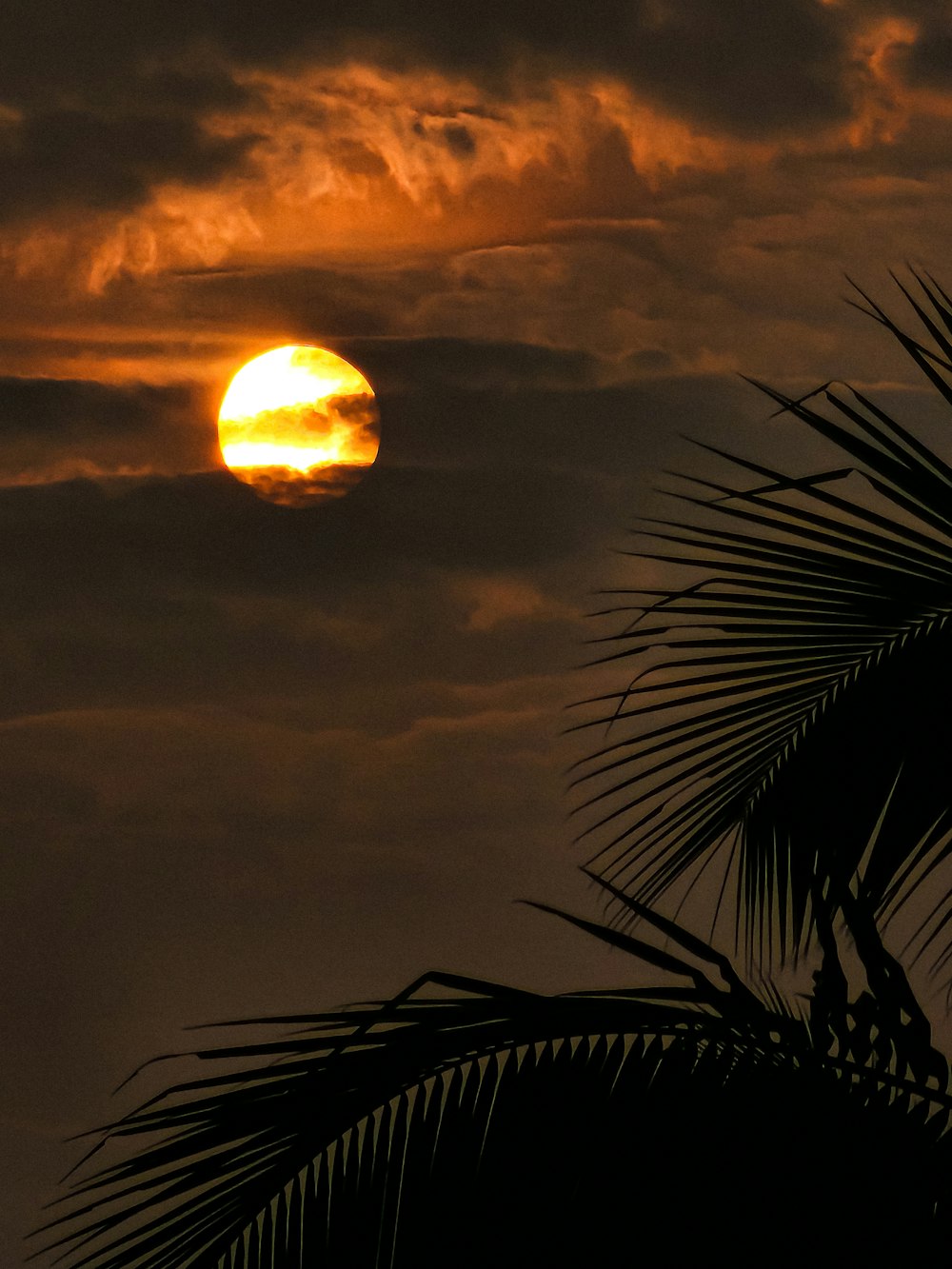 the sun is setting behind a palm tree