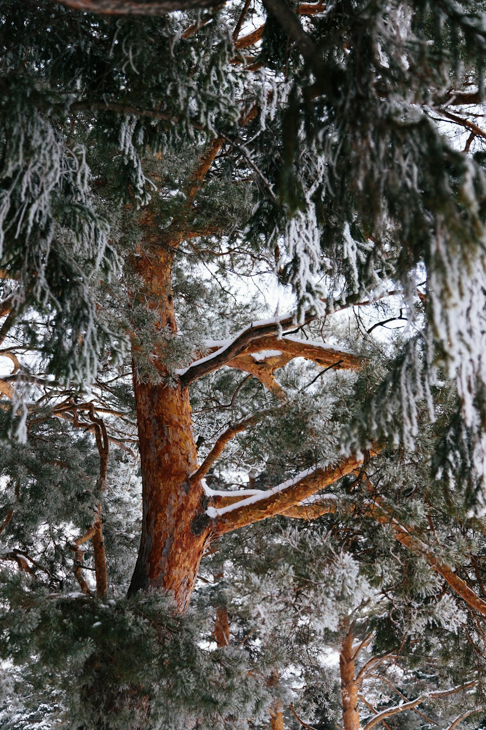 a black and white photo of trees covered in snow