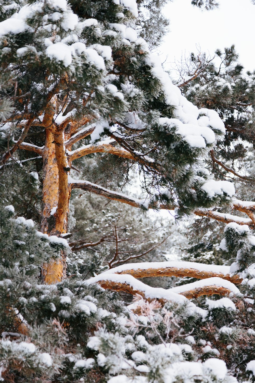 a snow covered pine tree in a forest