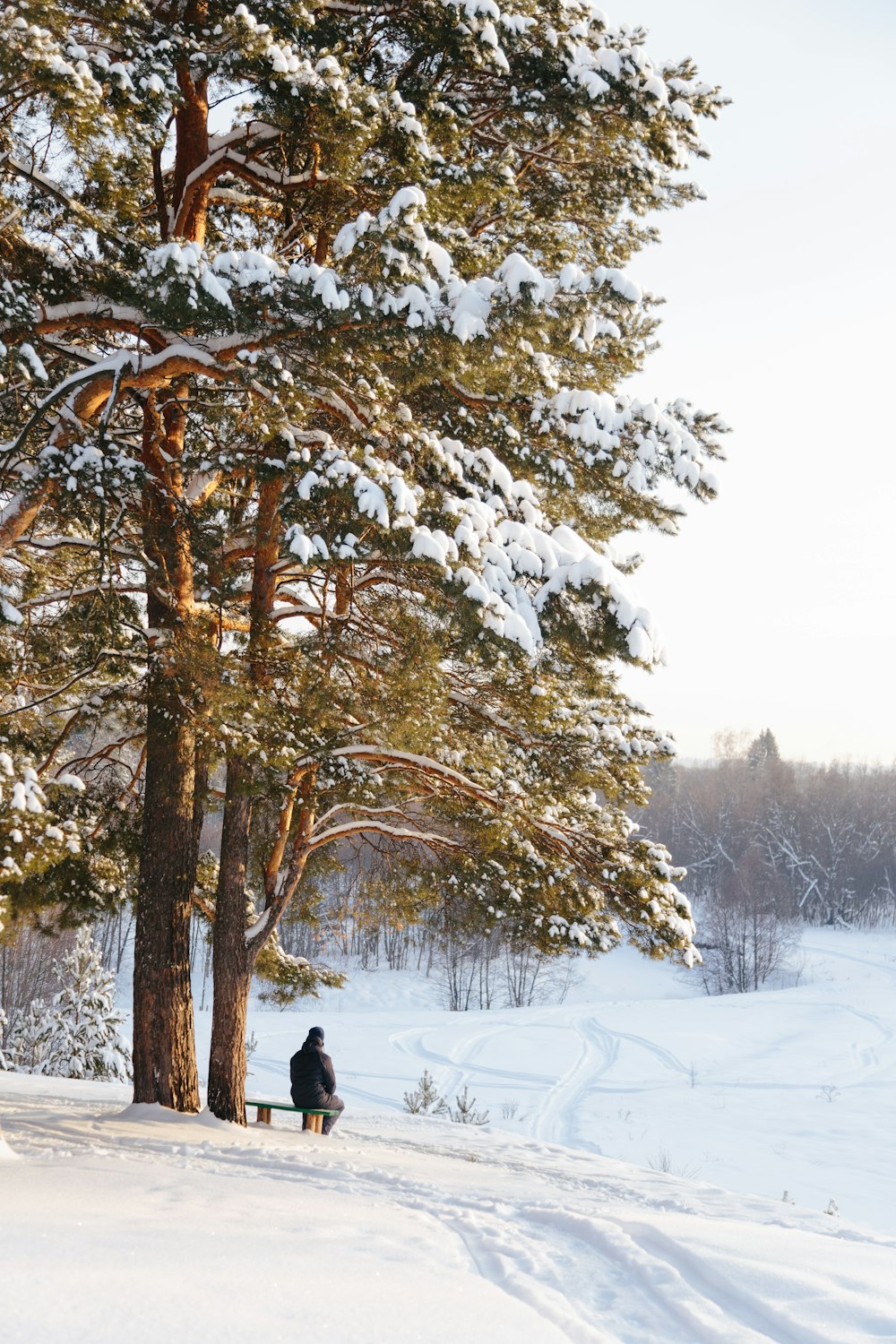 a person sitting on a bench under a tree in the snow