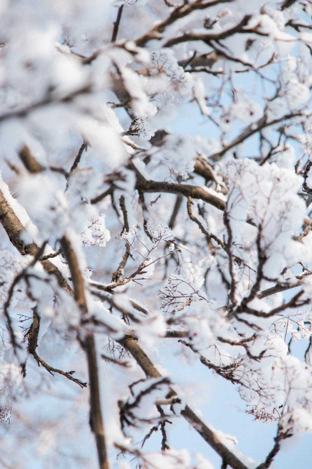 a bird perched on a tree branch covered in snow