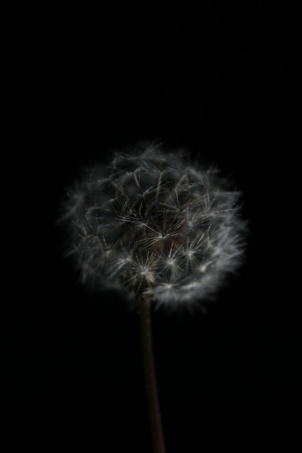 a dandelion in the dark with a black background