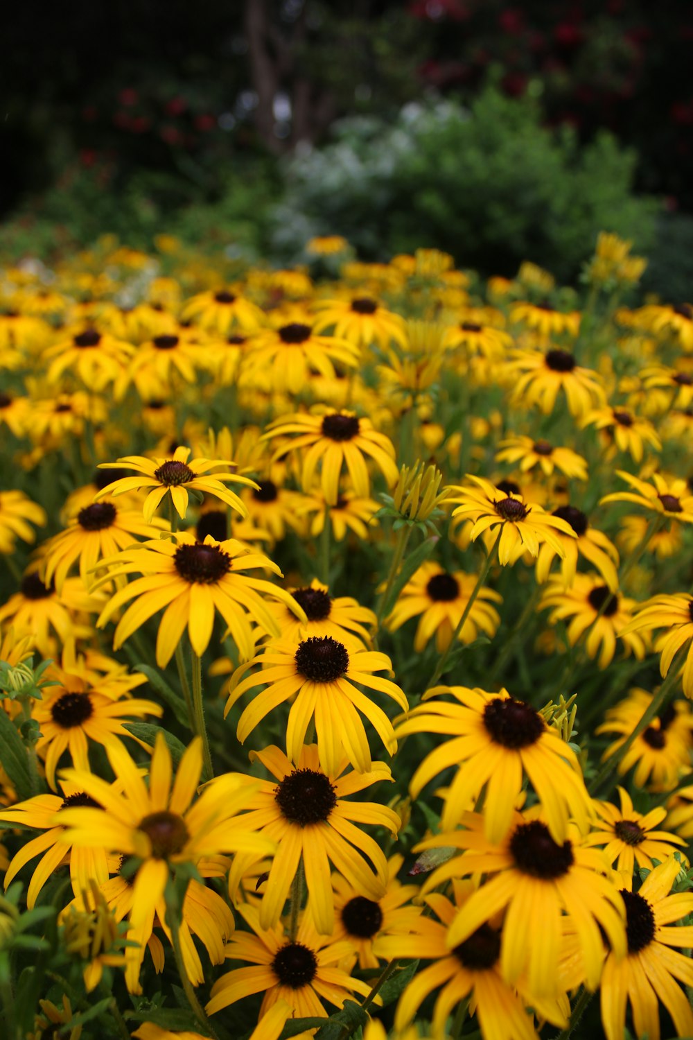 a field of yellow flowers with green leaves