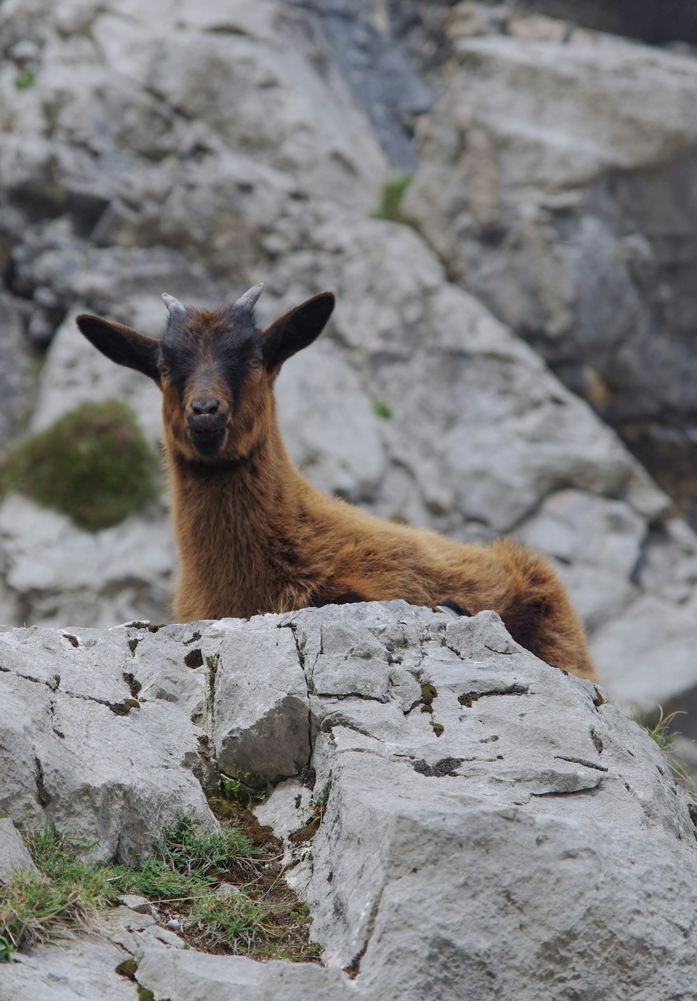 a brown goat sitting on top of a rocky hillside
