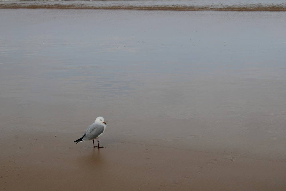 a seagull standing on a beach near the water