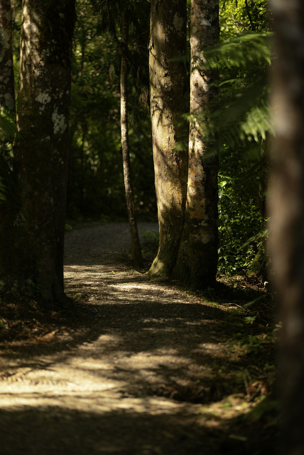 a path in the middle of a forest with lots of trees