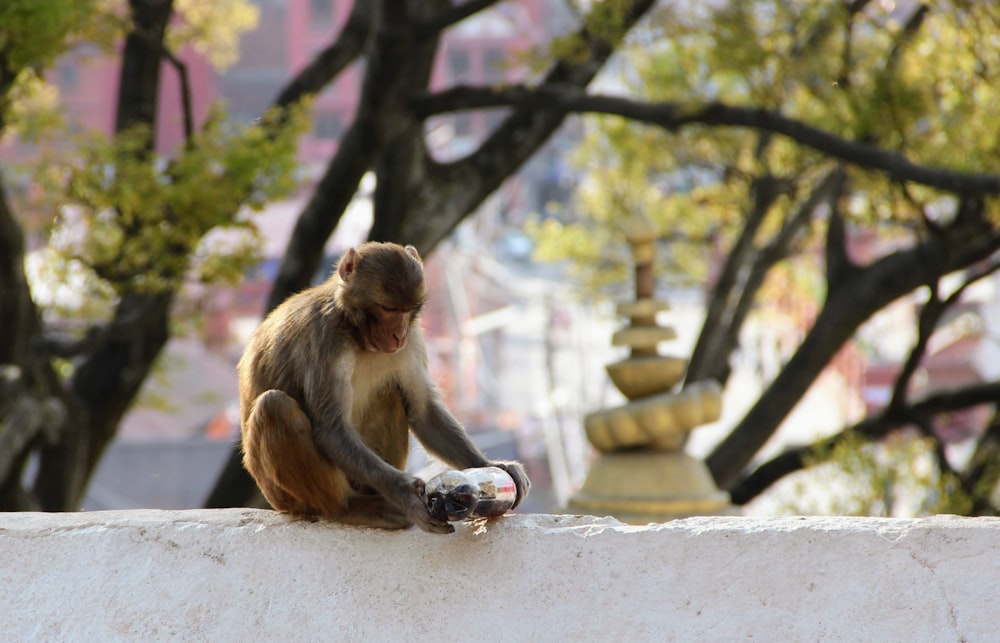 a monkey sitting on top of a wall next to a tree