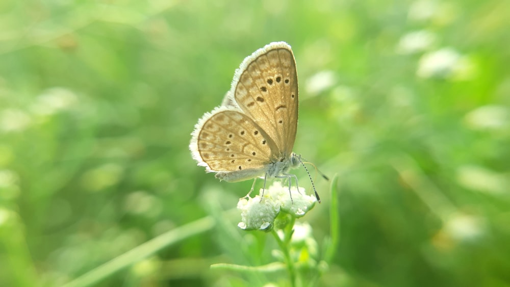una mariposa marrón sentada sobre una flor blanca
