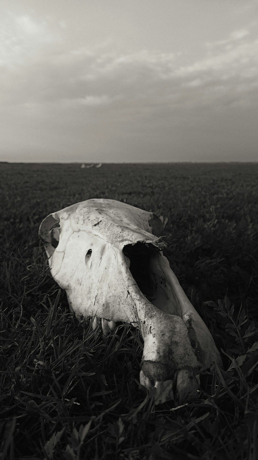 a black and white photo of a cow skull in a field