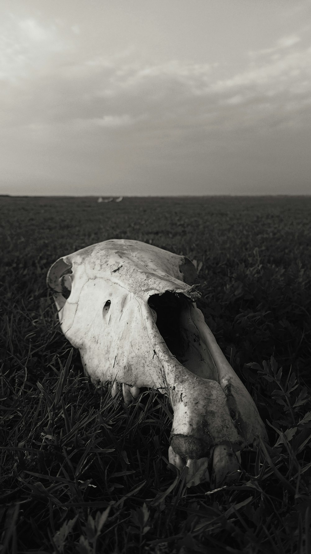 ein Schwarz-Weiß-Foto eines Kuhschädels auf einem Feld