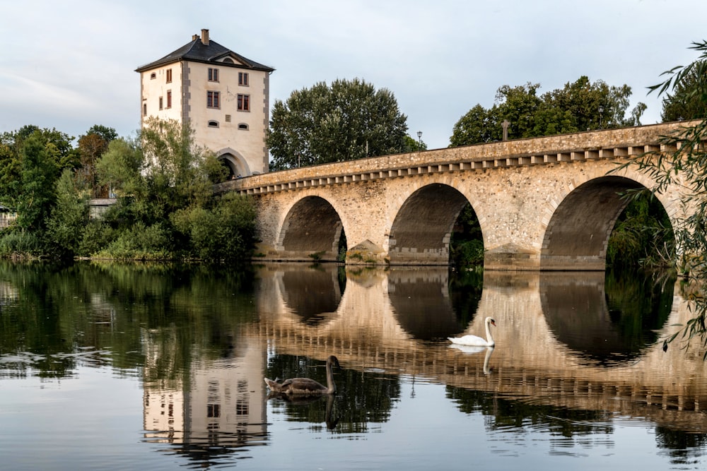 a swan is swimming in the water near a bridge