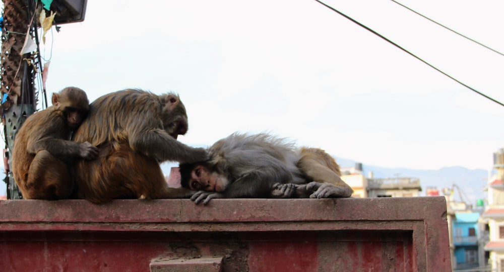 a group of monkeys sitting on top of a wall
