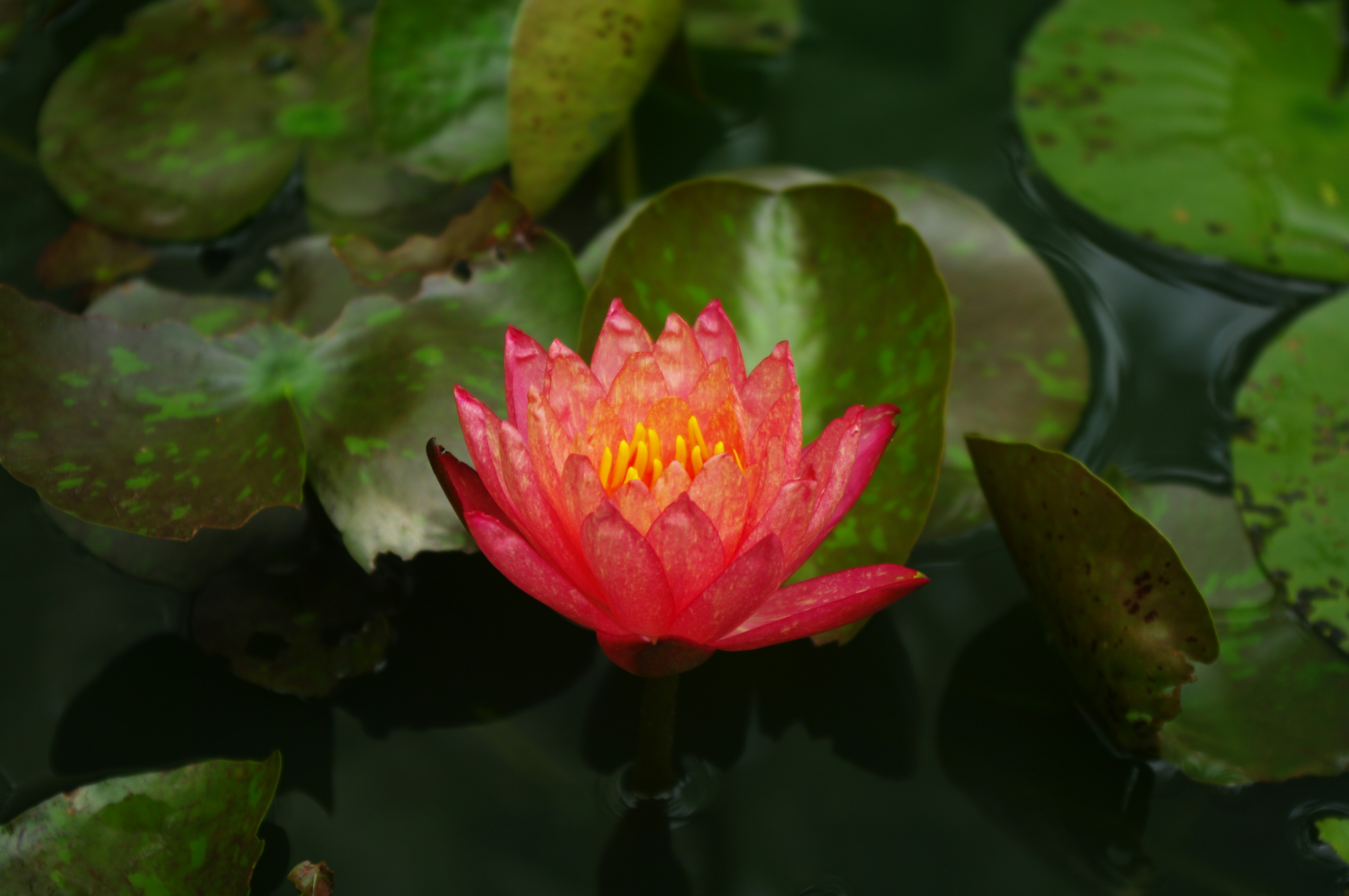 Photo by forrest0512