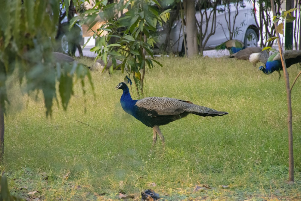 a couple of birds standing on top of a lush green field