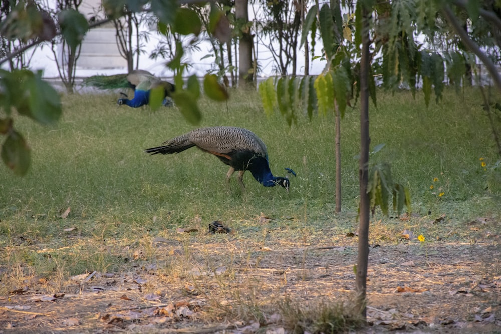 a couple of birds that are standing in the grass