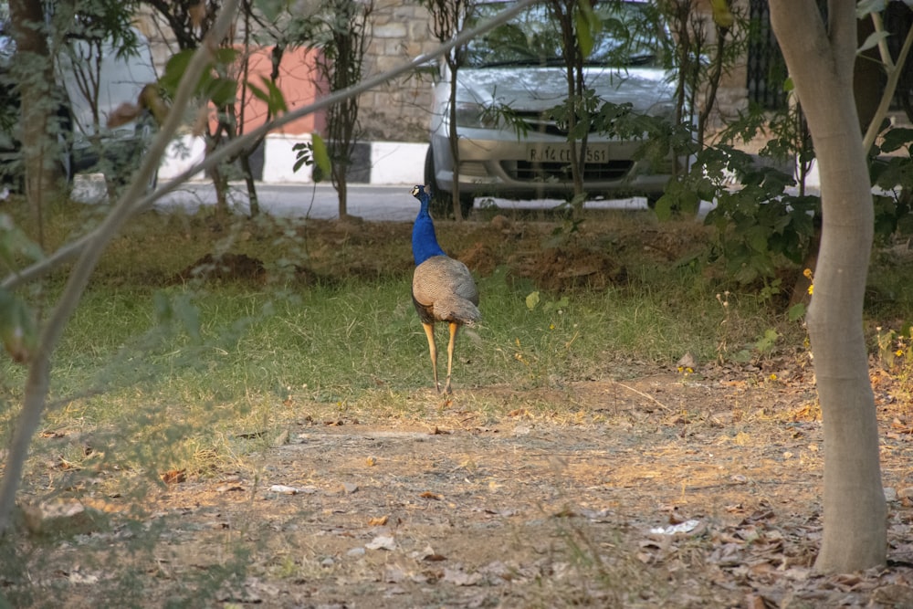 未舗装の道路に立つ青と白の鳥