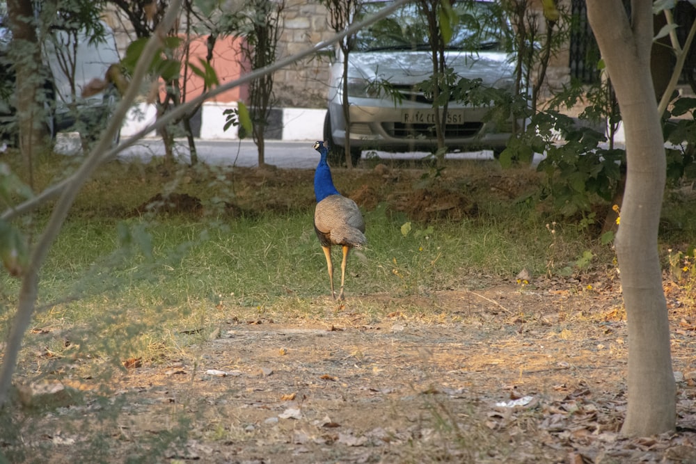 a blue and white bird standing on a dirt road