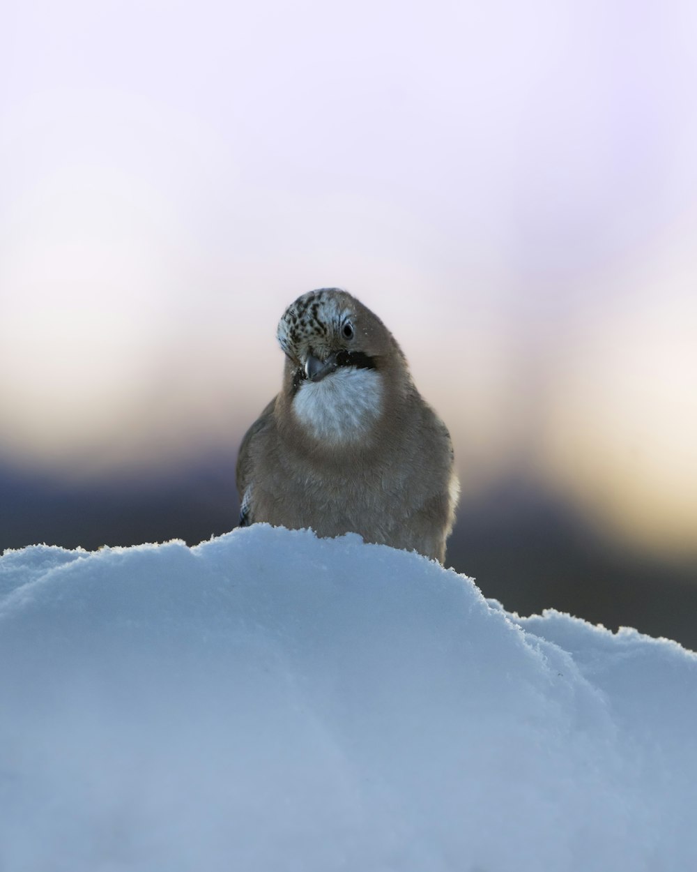 a bird sitting on top of a pile of snow