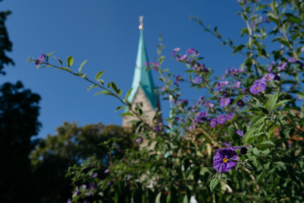 purple flowers in front of a church steeple