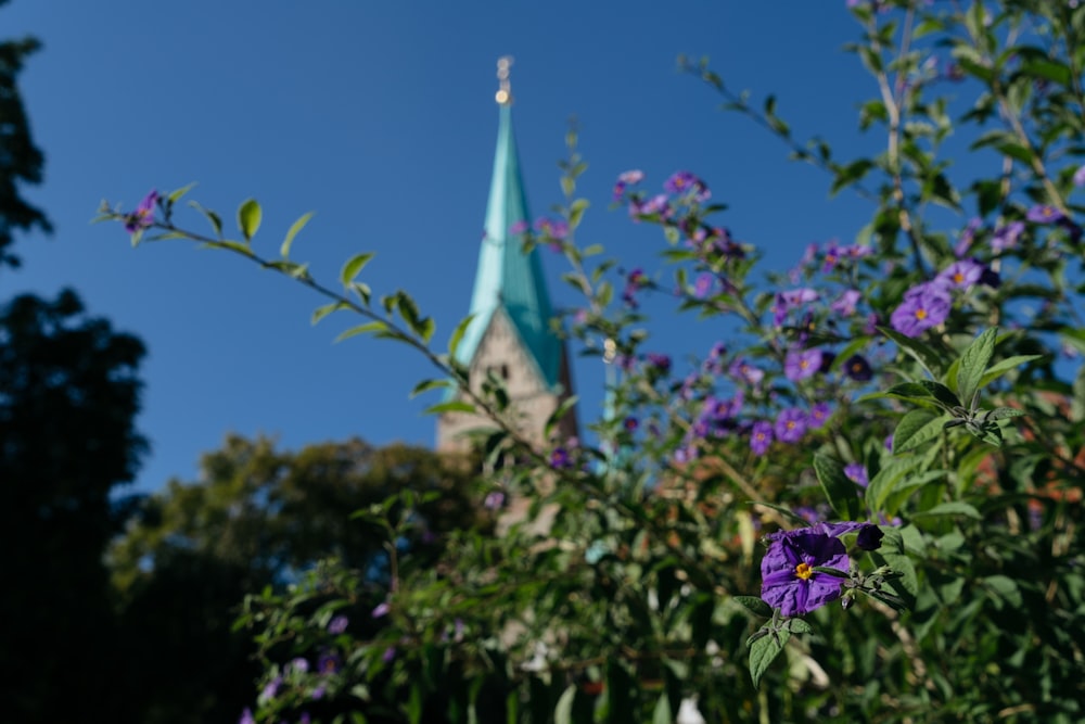 Lila Blumen vor einem Kirchturm