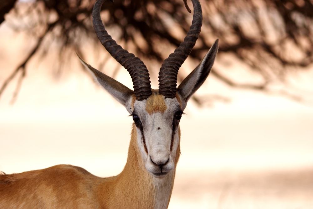 a close up of a goat with very long horns