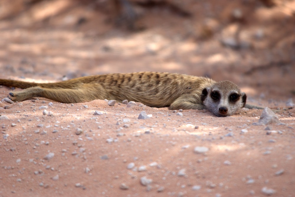 a small animal laying on top of a dirt field