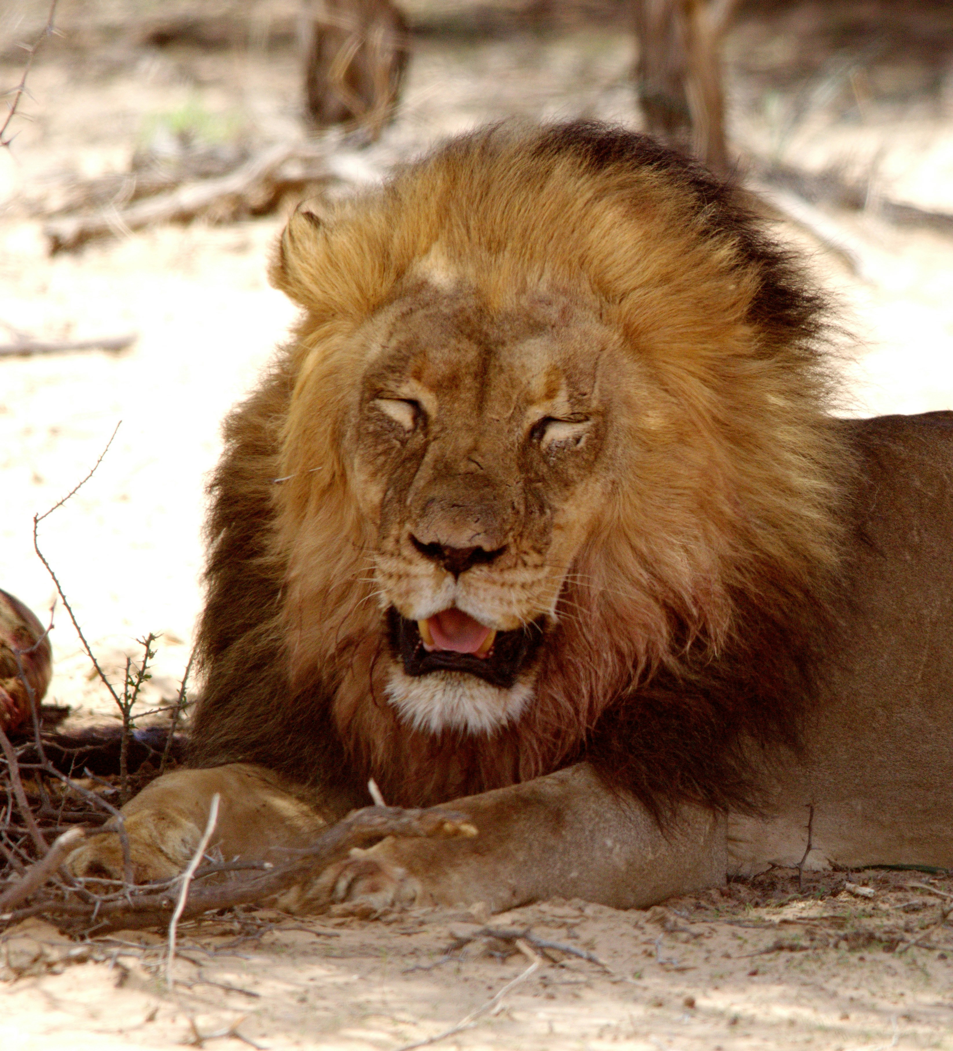 Legacy of the American Lion (image credits: unsplash)