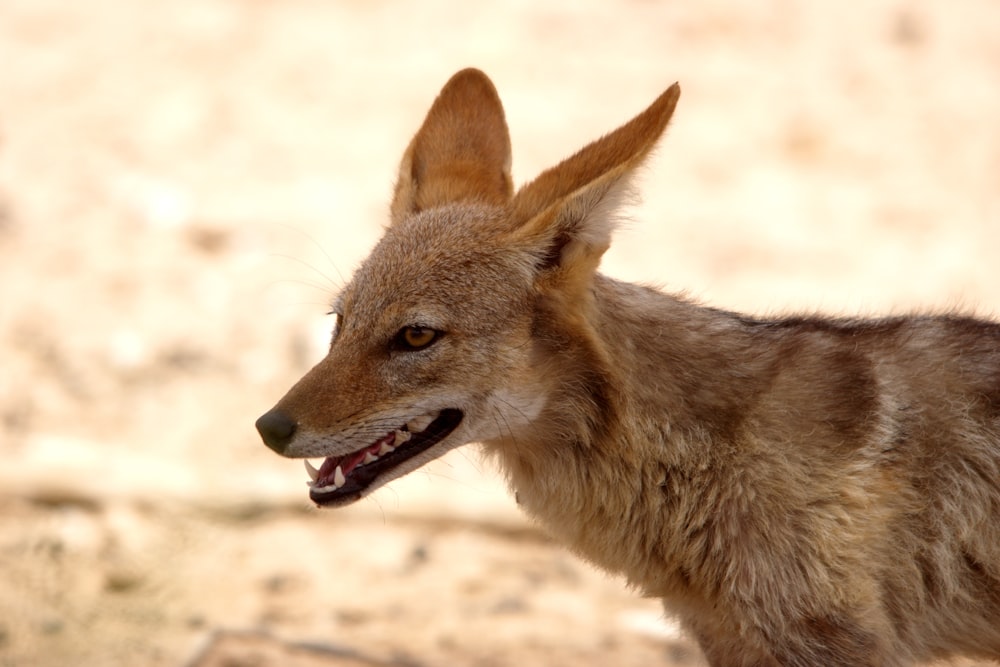 a close up of a small animal with it's mouth open