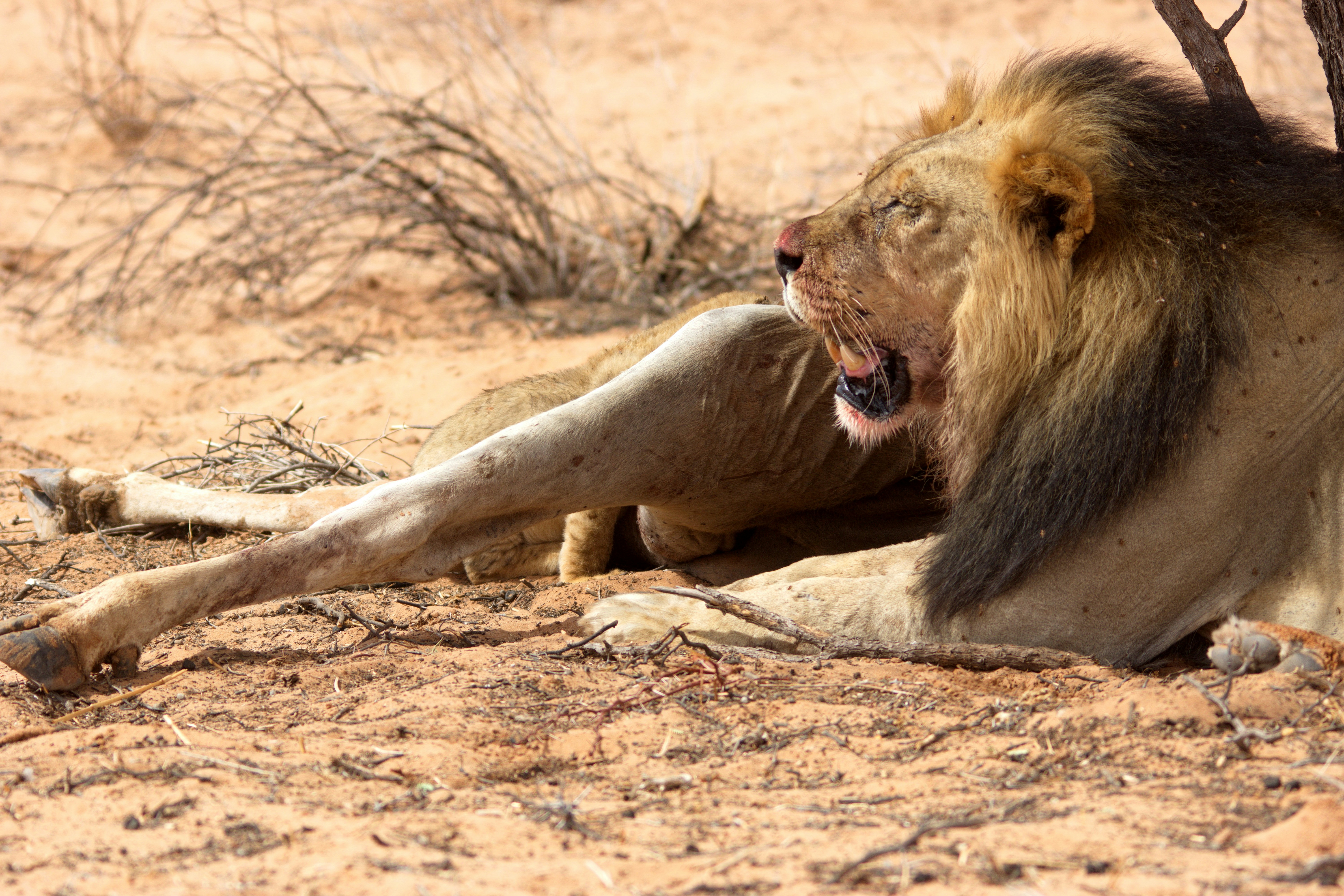 A lion laying on the ground with its mouth open photo – Free Animal ...