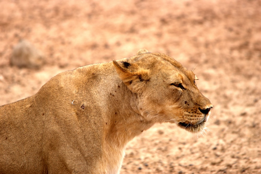 a close up of a lion on a dirt field