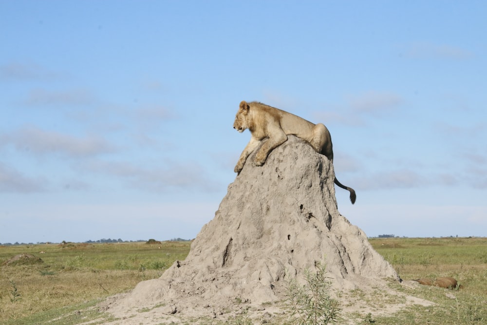 砂の山の上に座るライオン
