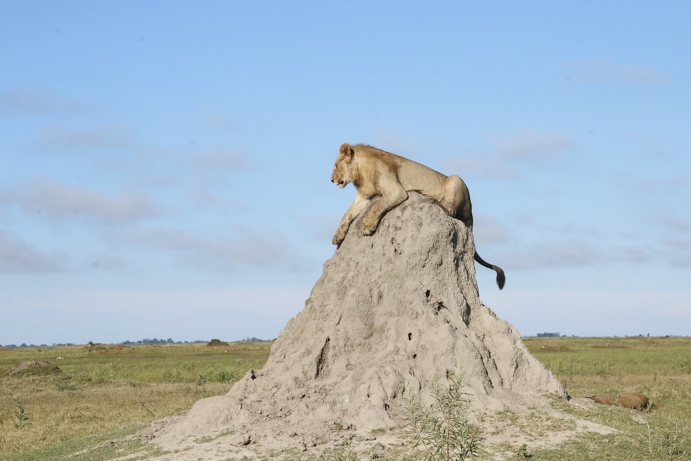 a lion sitting on top of a mound of sand