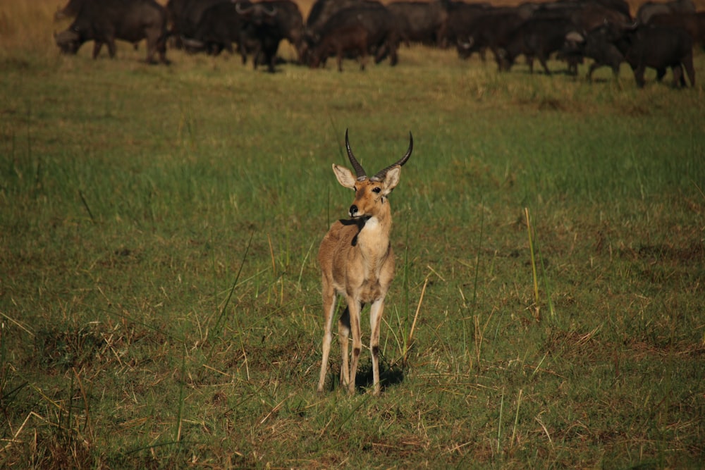 a deer standing in a field with other animals in the background