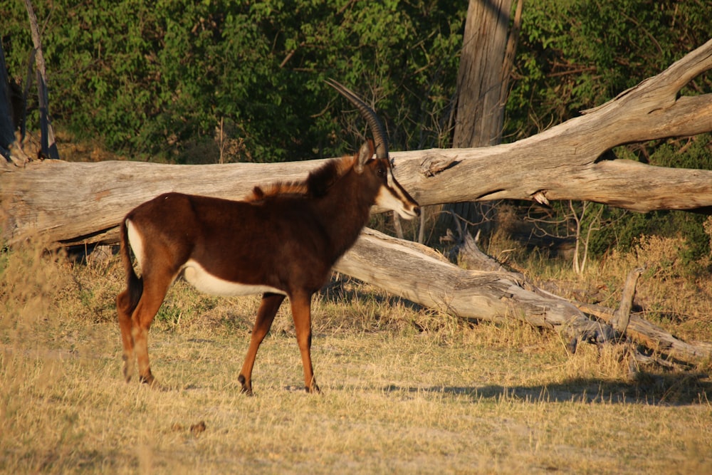 an antelope standing in a field next to a fallen tree
