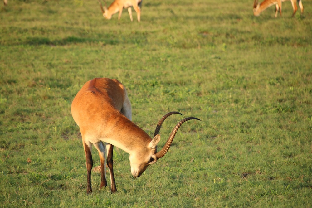 a herd of antelope grazing on a lush green field