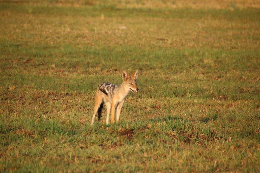 a small animal standing on top of a lush green field