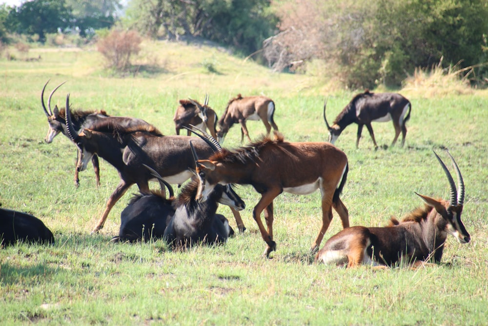 a herd of antelope grazing on a lush green field
