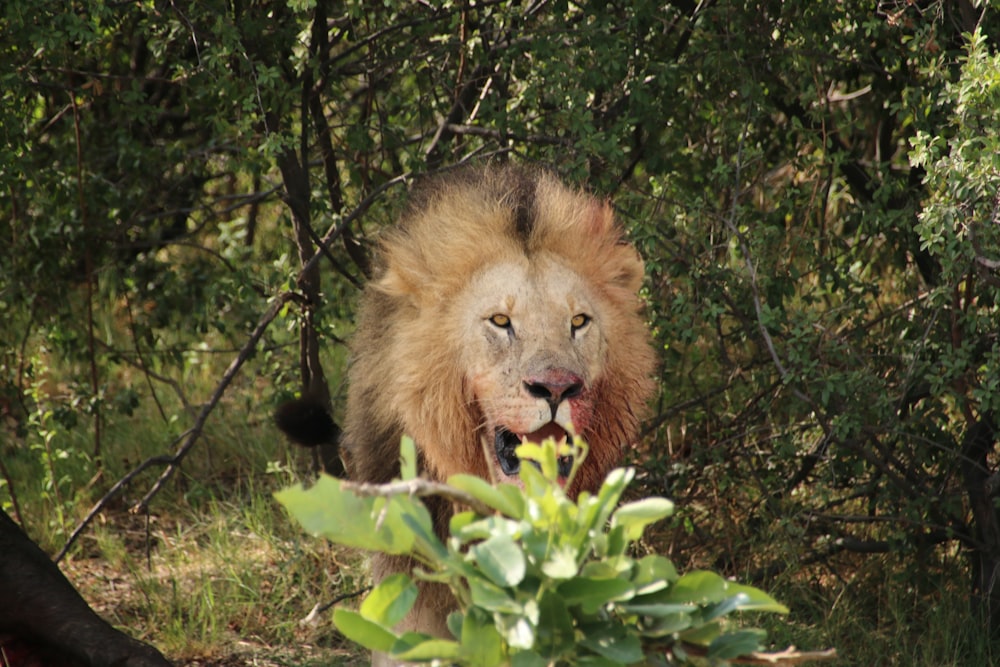 a large lion walking through a lush green forest