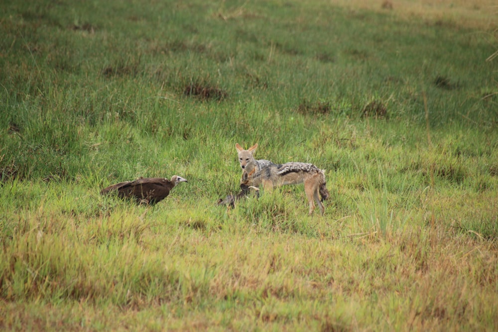 a couple of animals that are in the grass