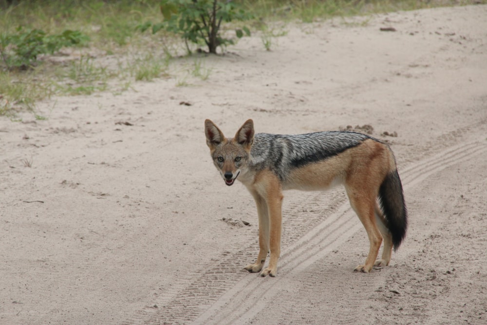 a lone wolf standing on a dirt road