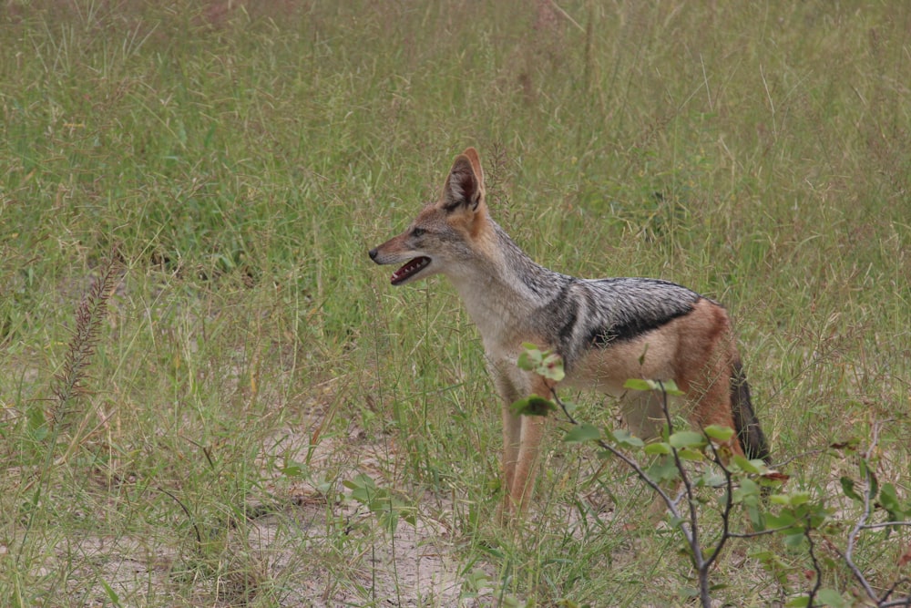 a small animal standing in a field of tall grass