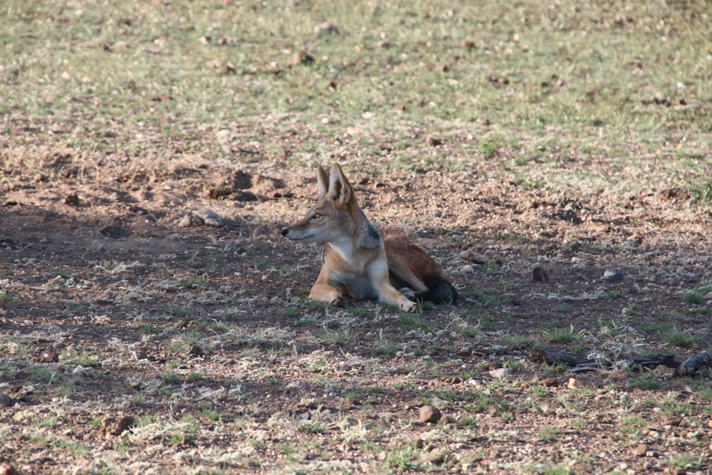 a small dog laying on the ground in a field