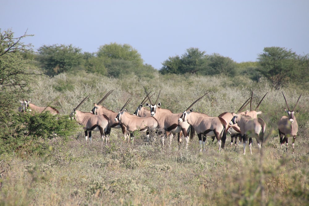 a herd of antelope standing in a field