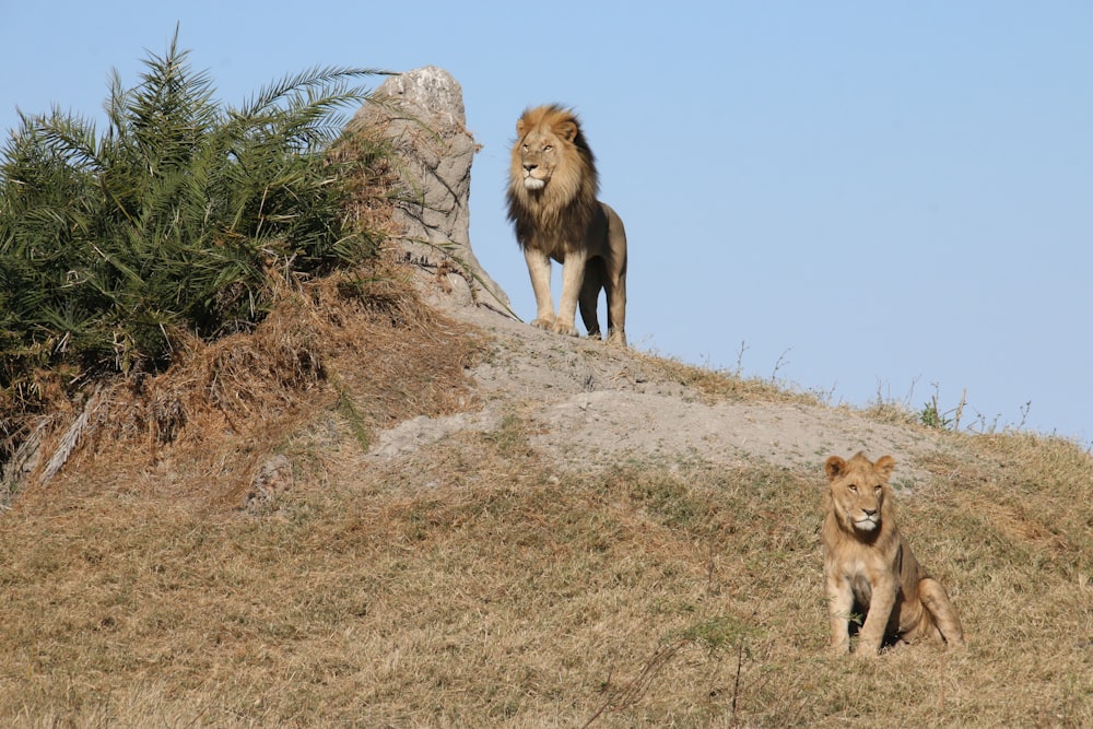 a lion and a lion cub sitting on a hill