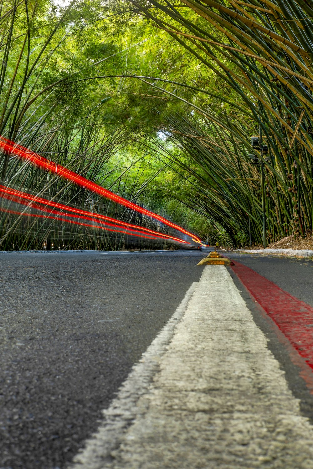 a street lined with lots of tall green trees