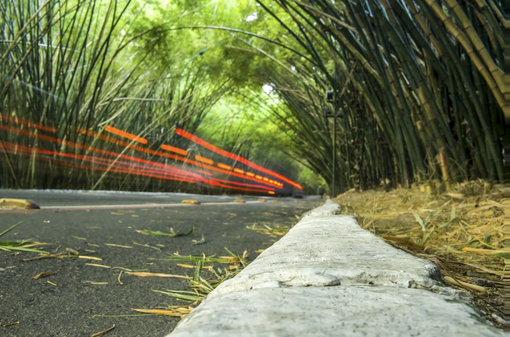 a street lined with lots of tall bamboo trees