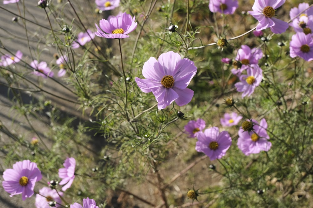 a field full of purple flowers next to a fence