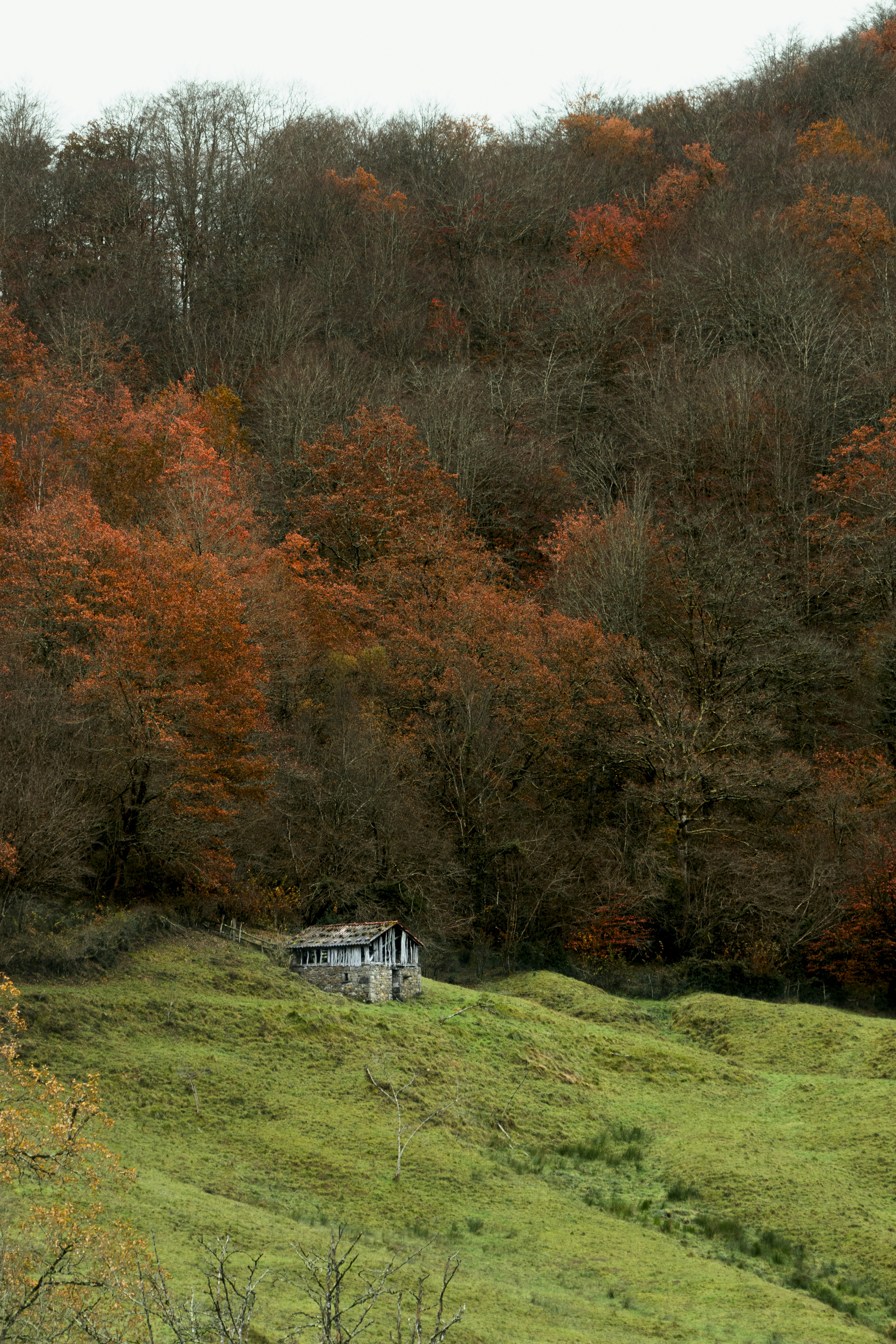 una casa in mezzo a un campo con alberi sullo sfondo